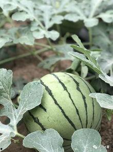 网红翠花吃瓜,揭秘网红圈背后的那些事儿