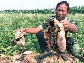 大丰吃瓜事件人物,揭秘背后人物众生相