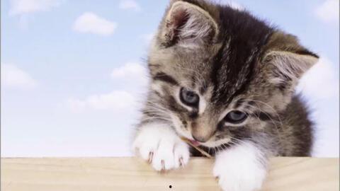 小猫吃瓜可爱片段,小猫吃瓜可爱瞬间大盘点