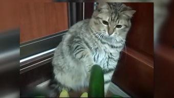 小猫吃瓜可爱片段,小猫吃瓜可爱瞬间大盘点