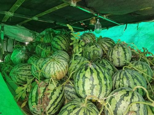 企业吃瓜活动,一场别开生面的吃瓜狂欢活动