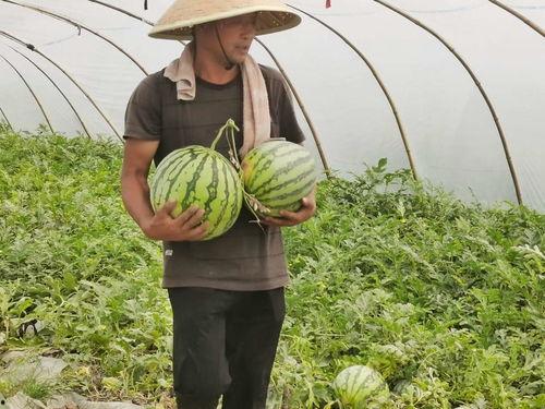 企业吃瓜活动,一场别开生面的吃瓜狂欢活动