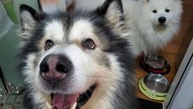 白瓜狗可以吃吗,宠物狗可以食用白瓜吗？营养与安全解析