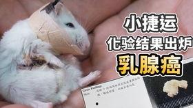 老鼠吃哈密瓜图片,哈密瓜美食时光