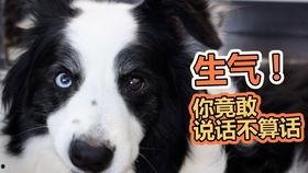 吃瓜的瓜菜狗狗能吃吗,揭秘狗狗能否享用美味瓜果