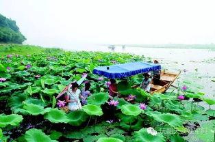 吃莲蓬瓜,夏日消暑美食新宠