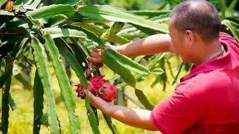 吃莲蓬瓜,夏日消暑美食新宠