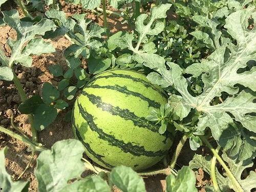 大明子吃瓜小号,揭秘娱乐圈幕后故事