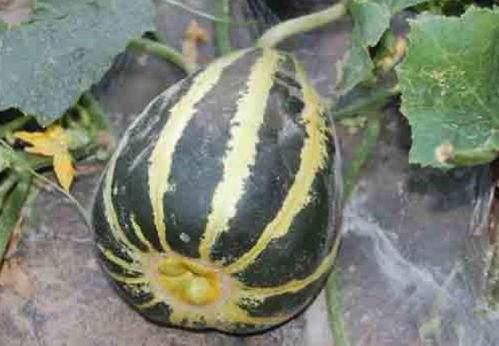 大明子吃瓜小号,揭秘娱乐圈幕后故事