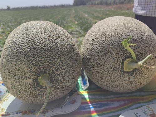 声控吃绿色蜜瓜,绿色蜜瓜的甜蜜诱惑