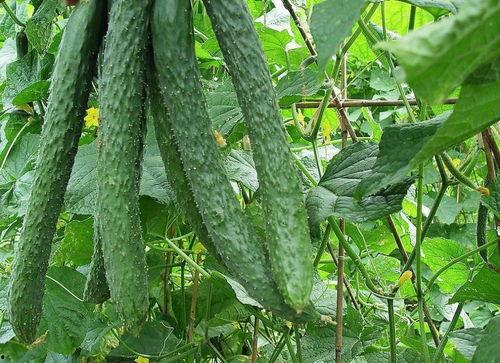 每天都要认真吃瓜,追踪热点，细嚼慢咽