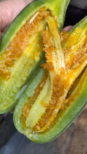 小黄吃稀瓜,一场奇妙的味蕾冒险