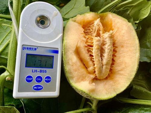 石家庄吃瓜合集,揭秘城市美食背后的故事