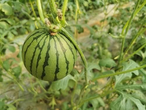 吃红瓜会得血尿吗,红瓜摄入与血尿风险探讨