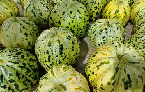 吃瓜吃的就是个口感,揭秘吃瓜的极致享受