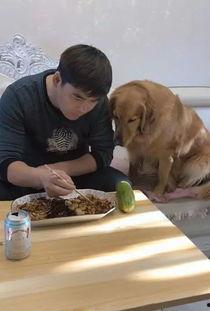 金毛和主人吃瓜,金毛与主人共享夏日瓜果时光