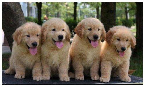 金毛和主人吃瓜,金毛与主人共享夏日瓜果时光