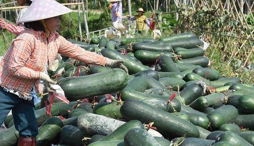 吃哪些瓜下火,吃对瓜果，轻松下火降温