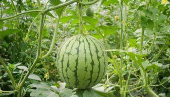 清徐吴村吃瓜,夏日炎炎，瓜香四溢的乡村美食之旅