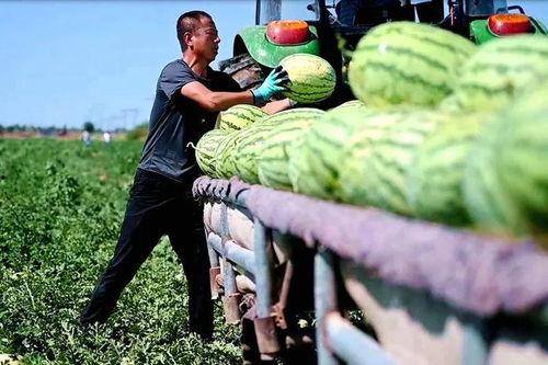 清徐吴村吃瓜,夏日炎炎，瓜香四溢的乡村美食之旅