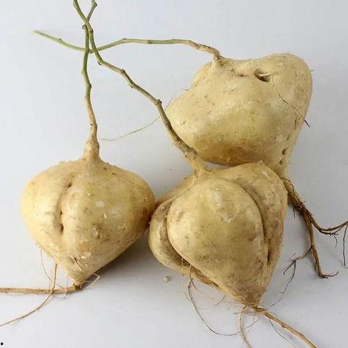 吃瓜吃的神志不清,神志不清的疯狂世界