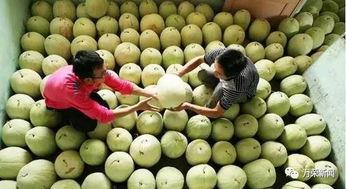 吃三白瓜拉肚子,揭秘夏日消暑美食的潜在风险