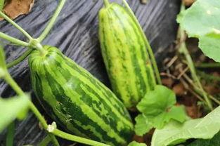 吃颜色瓜什么意思,探寻色彩瓜果背后的神秘寓意