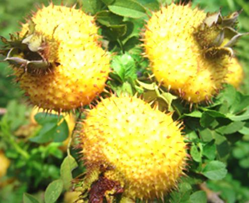 刺梨吃瓜多少钱,一探究竟的美食之旅