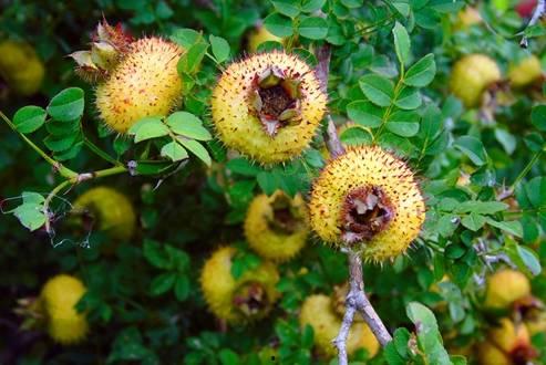 刺梨吃瓜多少钱,一探究竟的美食之旅