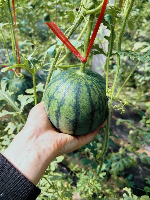 吃瓜信息,吃瓜群众眼中的明星幕后故事