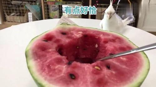 和主人吃瓜系统,趣味互动，畅享欢乐时光