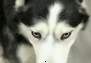 哈士奇吃瓜的方法