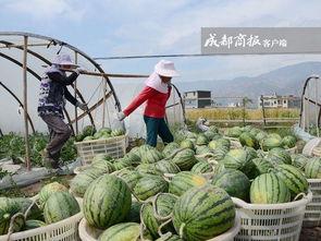 桐乡最新吃瓜,揭秘幕后真相，带你领略网络舆论风云