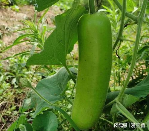 唯美吃瓜的图片,一场视觉盛宴的瓜图之旅