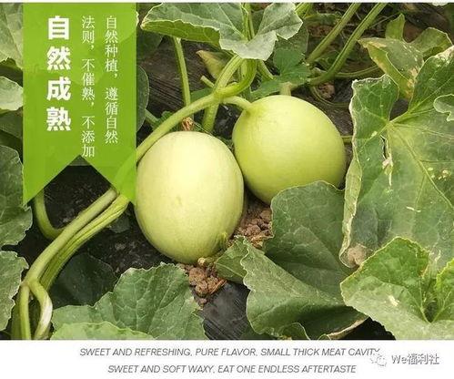 吃货吃瓜标题,吃货吃瓜，尽享味蕾与笑点的双重享受