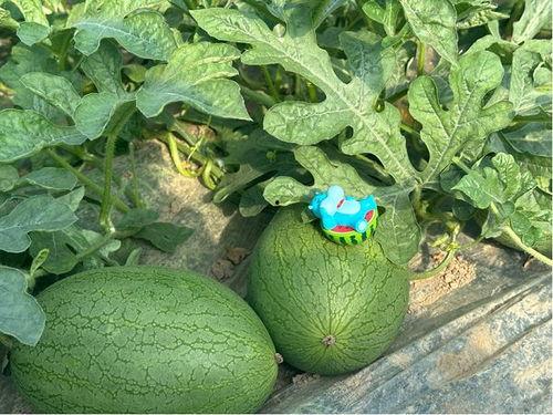 浦东新区吃瓜,吃瓜群众的味蕾盛宴