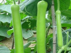 瓠瓜吃有什么好处,健康益处多——揭秘瓠瓜的神奇功效