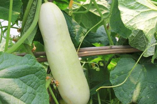 怎么吃白色的瓜,揭秘白色瓜类的健康吃法