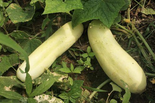 怎么吃白色的瓜,揭秘白色瓜类的健康吃法