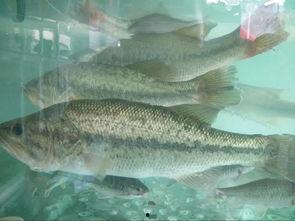 瓜哥吃瓜绿头鱼视频大全,趣味视频大全集锦