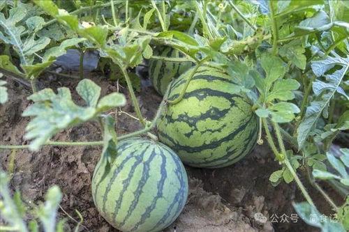 全国吃瓜最多地方,全国吃瓜群众聚集地大盘点