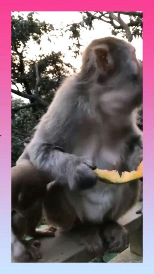 一千只猴子吃瓜,一场猴界美食盛宴的奇幻之旅