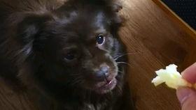 狗子吃瓜挨揍,揭示宠物饮食安全的重要性