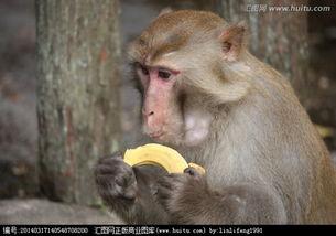 峡谷吃瓜大猴子