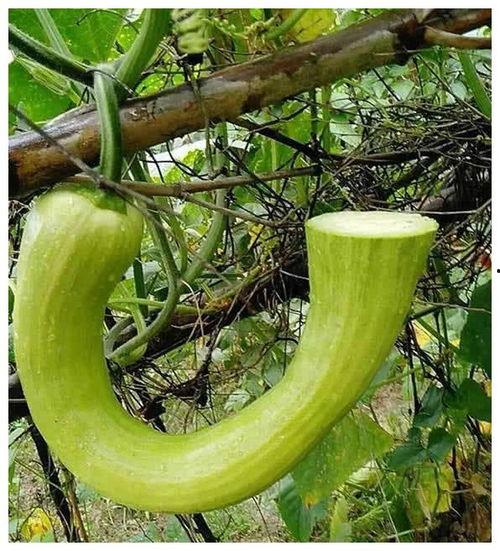 交院 吃瓜,揭秘校园里的“吃瓜”趣事