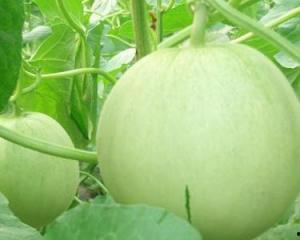 怀孕可以吃切瓜吗,切瓜在孕期是否适宜食用