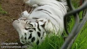 吃瓜老虎才合集