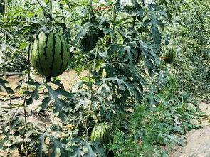 远东世纪城吃瓜,一场吃瓜盛宴背后的故事