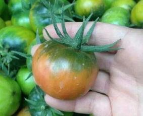 吃柿子能吃紫瓜吗,探究能否同食的饮食奥秘