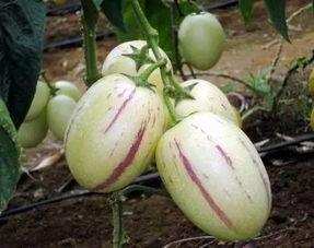 带你吃瓜奇葩水果,带你品尝世界各地的奇葩水果之旅